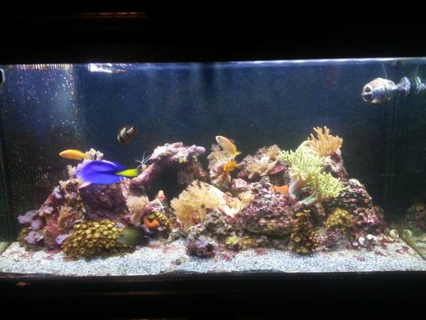 Sell Your Full Aquariums In Saint Louis