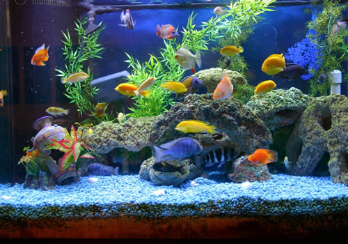 Saint Louis Aquarium Maintenance Cichlid Tank