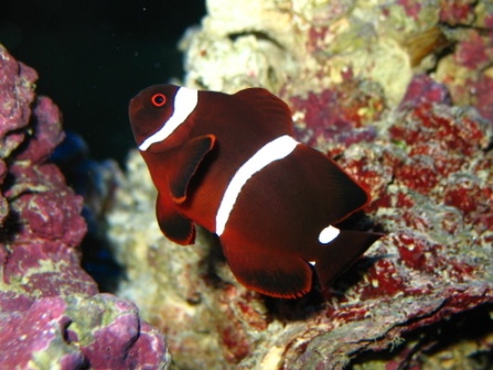 Maroon Clownfish