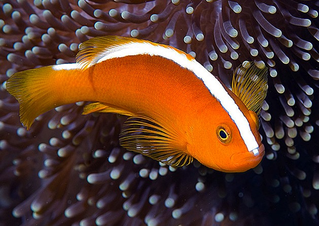 Orange Skunk Clownfish