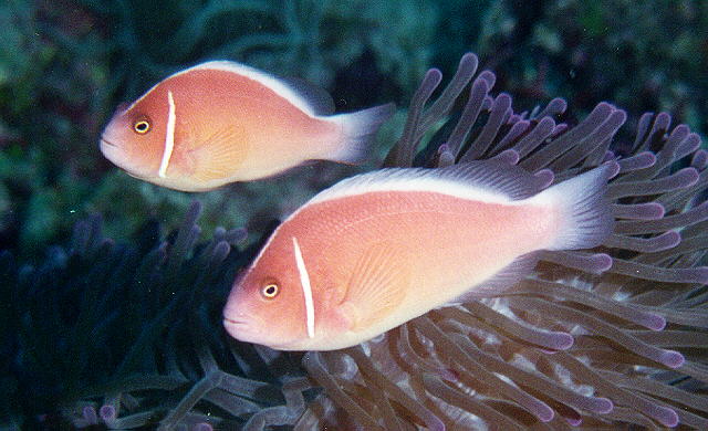 Pink Skunk Clownfish