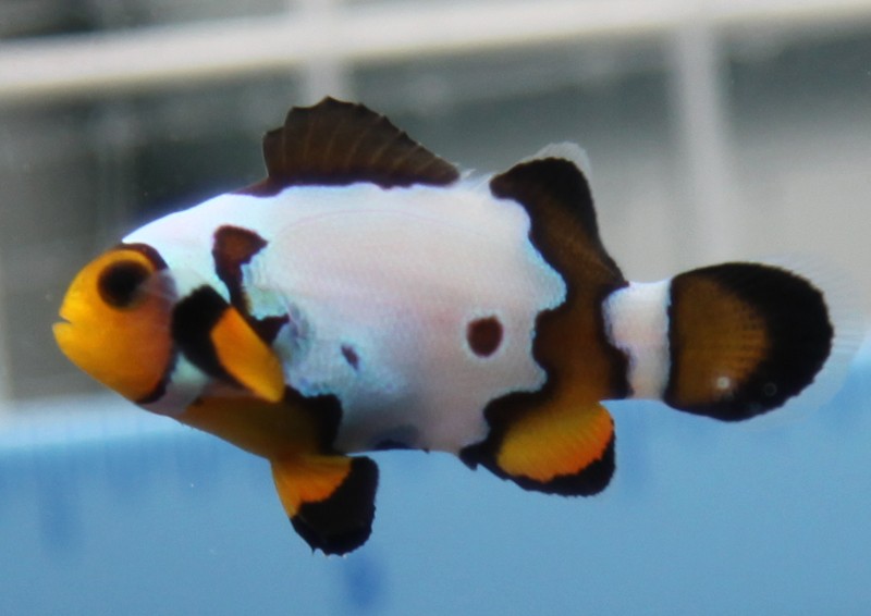 Black Ice Ocellaris Clownfish