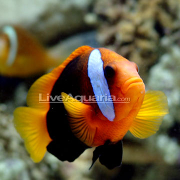Cinnamon Clownfish