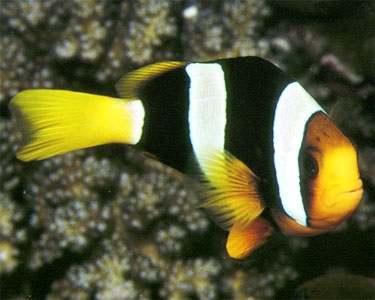 Clarkii Clownfish