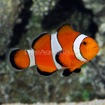 Ocellaris Clownfish