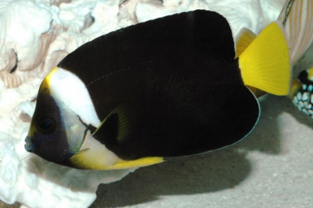 False Personifer Angel Fish Specimen