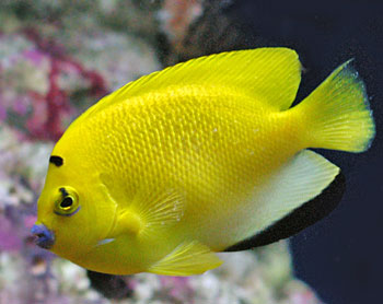 Flag Fin Saltwater Angelfish Specimen