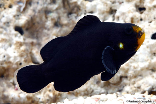 Midnight Ocellaris Clownfish