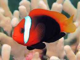 Red Saddleback Clownfish