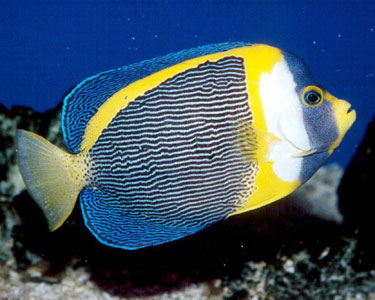 Scribbled Saltwater Angelfish Specimen