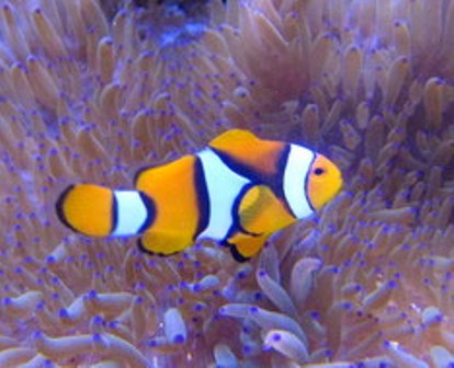 True Percula Clownfish