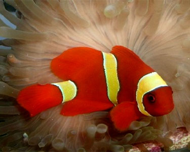 yellowstripe Maroon Clown