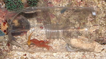 How do you build a shrimp trap?